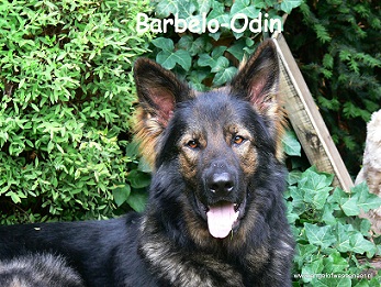 Barbelo-Odin op bezoek in Lichtenvoorde